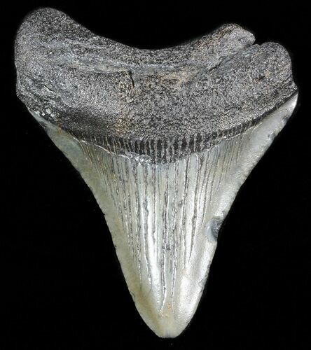 Bargain Megalodon Tooth - South Carolina #47250